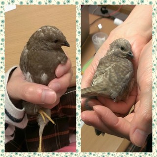 生後３ヶ月の姫うずら２羽(他にも４羽居ます)