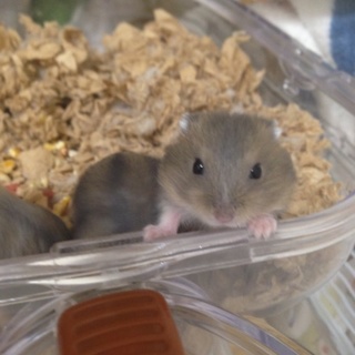 ジャンガリアン里親様募集