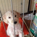 ありがとうございました、里親様決定！！
