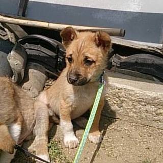 ☆困り顔の子犬　ヨモギくん　２か月☆