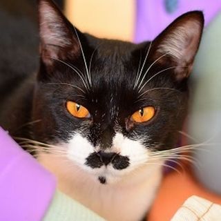 ちょび髭だけどレディなの☆小柄なあさちゃん