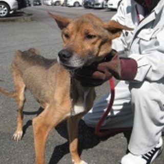 ガリガリに痩せてますが・・元気な3歳位の男の子