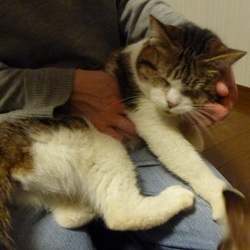 全盲の猫保護　多頭飼い崩壊現場