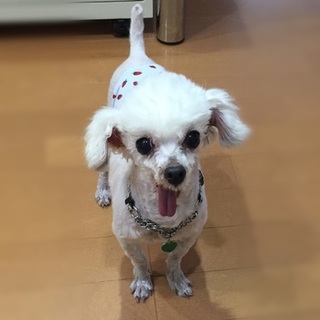 小さな小さなトイプーの男の仔*ぴーすけ