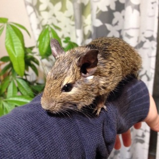 デグー♀募集中