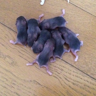 ジャンガリアンハムスター生まれました。3月10産