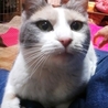 パステル三毛☆ミミちゃん サムネイル6