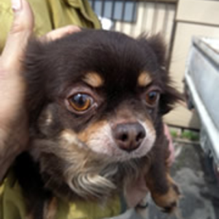 コトちゃん　チワワの女の子　3～4歳くらい