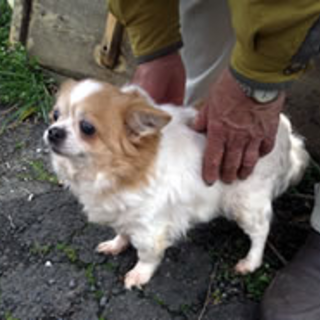 ルナちゃん　チワワの女の子。　3～4歳くらい