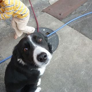 訓練済みボーダーコリー