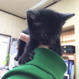 クロネコの赤ちゃん（男の子でした）