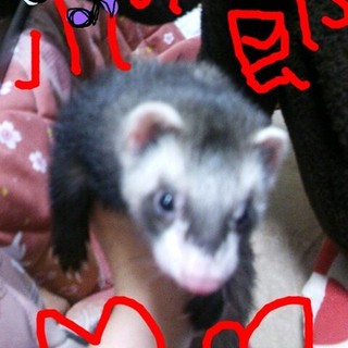 メッセージくれた方々ありがとうございました。