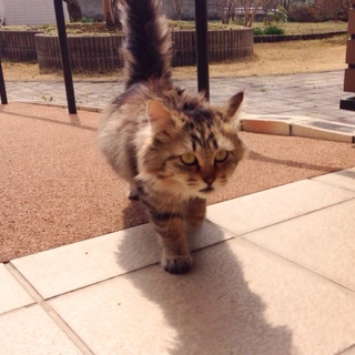 野良の子猫の里親さんを探しております。