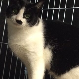 人馴れボランティアさん&里親さん募集中