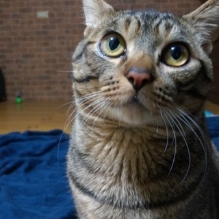 すごい甘えん坊の♂猫９ヶ月です(｀；ω；´)