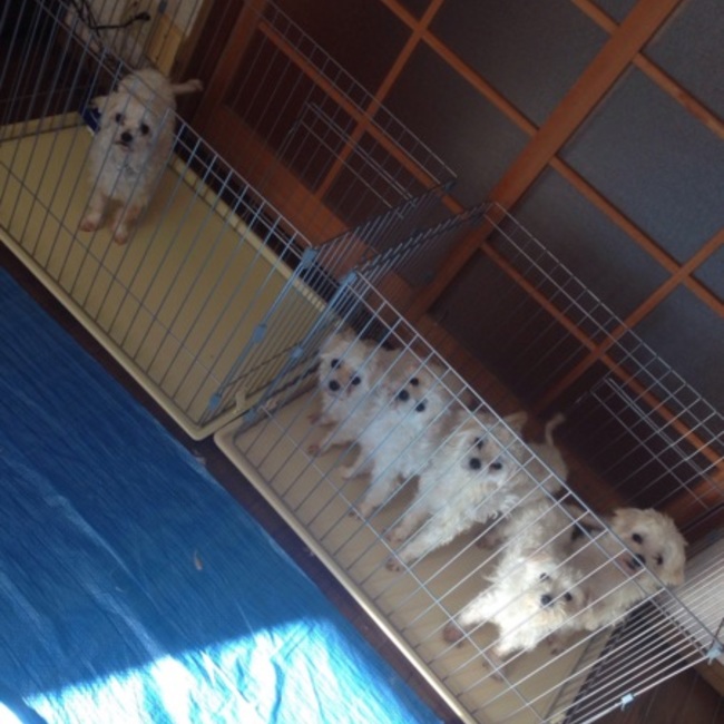 ししマルチーズのカバー写真