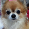 チワワ♂レオナルド　 サムネイル6