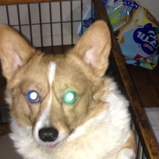 コーギーの元気な男の子です