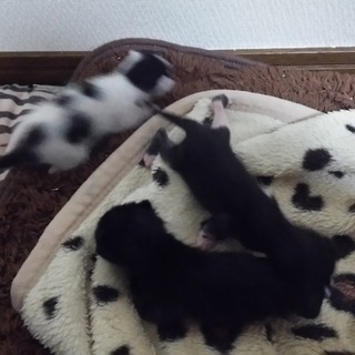 赤ちゃんが産まれました