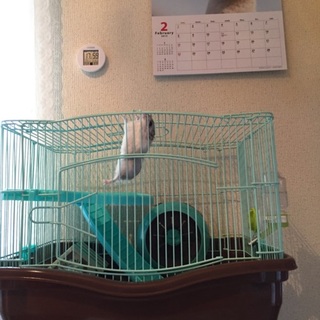 パールホワイト 女の子の里親募集