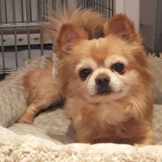 『ランプ』　臆病でどんくさい子です。