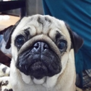 ご応募多数の為にご応募を終了致します。すいません。