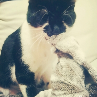 室内飼いの甘えんぼさんです