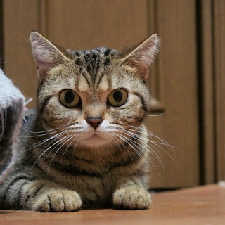 里親様決まりました。ありがとうございました。