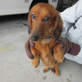 けっこう吠えます・・2歳位のダックス男の子家族募集