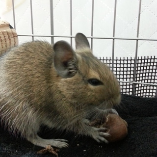 [一時中止]アグーチ☆デグーメス1才未満