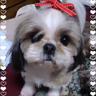 瞳ウルウル★可愛いシーズーのシナモンちゃん★