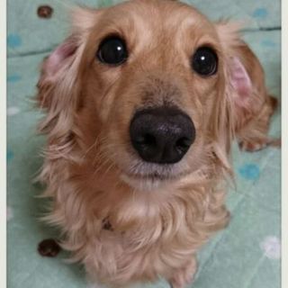 ☆ひより☆里親さま決定☆