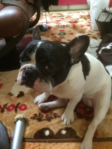 レス（レスキュー隊だワン）