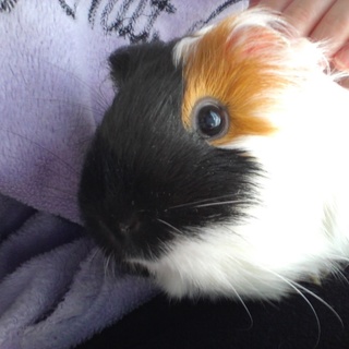 メスのモルモットです!!