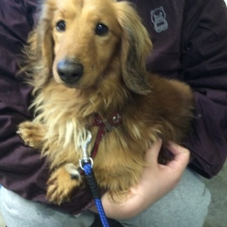 飼主持込み、ダックス推定５、６歳