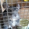 チンチラの里親様募集2 サムネイル1