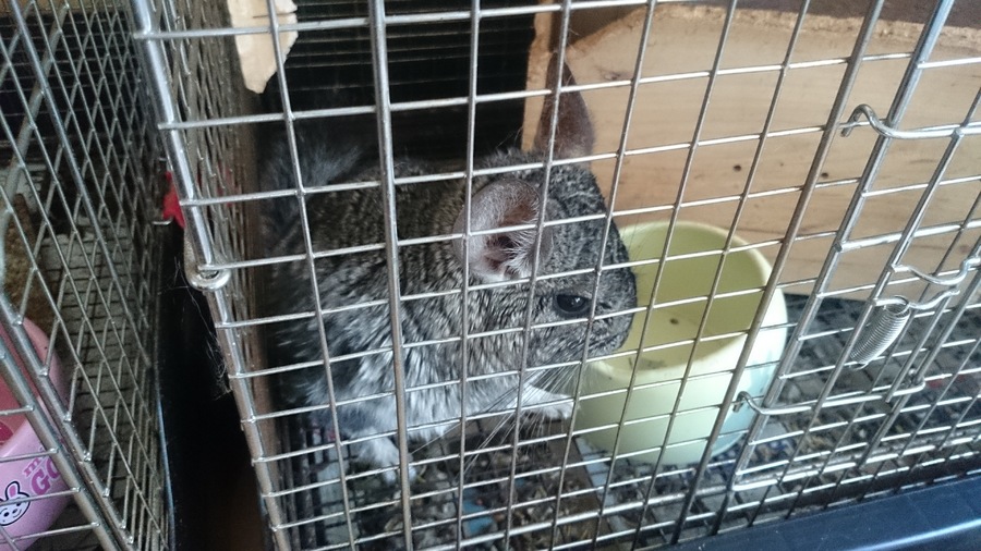 チンチラの里親様募集2 サムネイル2