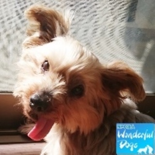 【天使に。】「ラキ」推定８～１０歳♀