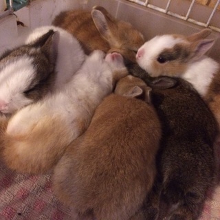 仔ウサギのママを探しています。( 2 羽 )