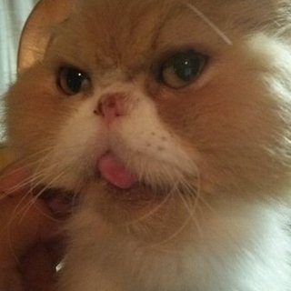 ペルシャの男の子