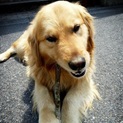 ゴールデンレトリバー♂里親募集