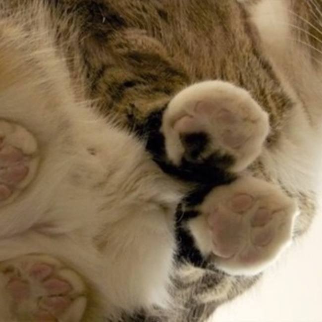 ちびちろのカバー写真