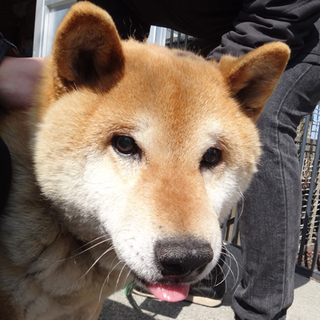 元気で懐っこい　柴系雑種　オス　成犬