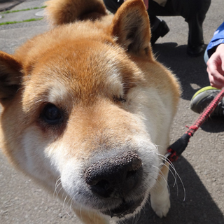 左目が不自由ですが、ムッチリ体型で愛嬌たっぷり♪