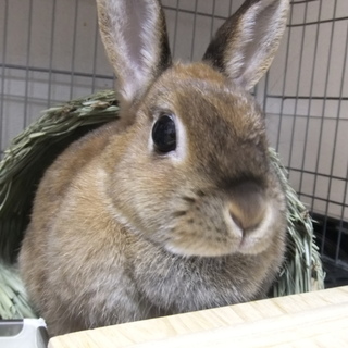 ネザーランドドワーフ（♀）里親様募集