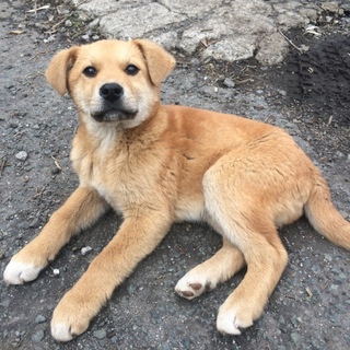 生後3ヶ月 オス 茶 熊本/阿蘇 (室内飼育不可)