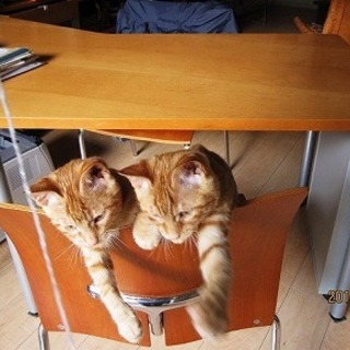 譲渡会参加★生後３ヶ月！茶トラの兄弟子猫♪