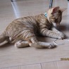 譲渡会参加★生後３ヶ月！茶トラの兄弟子猫♪ サムネイル7
