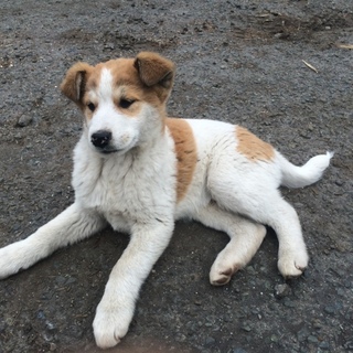 生後3ヶ月 オス 白x茶 阿蘇 (室内飼育不可)