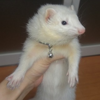 大切に育ててくれる方。